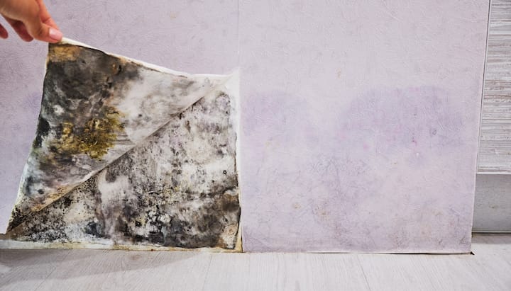 Professional service for mold removal and mold prevention in Indianapolis, Indiana and surrounding areas.